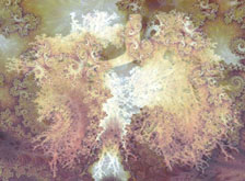 Fractal Evolution 4